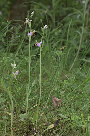 Ophrys apifera, Bee Orchid, Nursling 20th June 2015