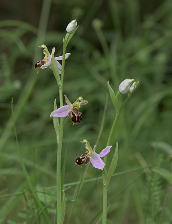Ophrys apifera, Bee Orchid, Nursling 20th June 2015