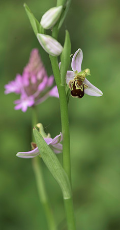 Ophrys apifera, Bee Orchid, Nursling 20th June 2015