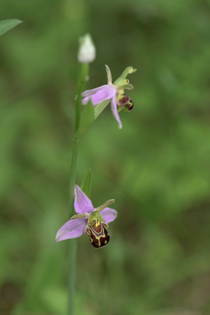 Ophrys apifera, Bee Orchid, Nursling 20th June 2015