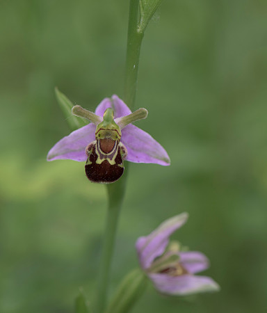 Ophrys apifera, Bee Orchid, Nursling 20th June 2015