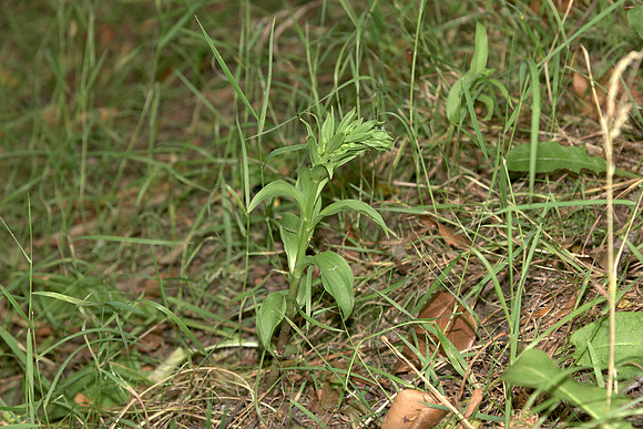 Epipactis phyllanthes var. vectensis. Isle of Wight Helleborine, Nursling, June 20th 2015