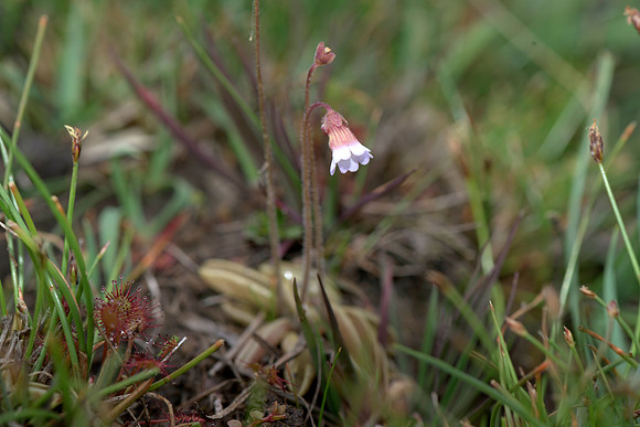 Pinguicula lusitanica, Pale Butterwort, New Forest 20th June 2015