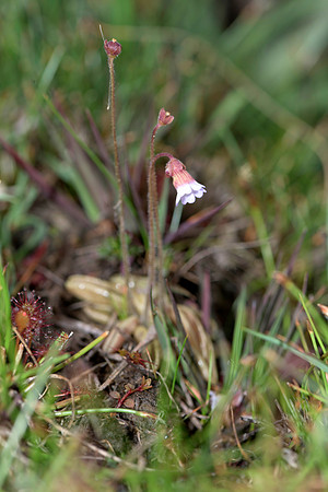 Pinguicula lusitanica, Pale Butterwort, New Forest 20th June 2015