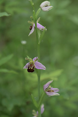 Ophrys apifera, Bee Orchid, Nursling 20th June 2015
