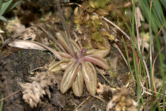 Pinguicula lusitanica, Pale Butterwort, basal leaves. New Forest 20th June 2015