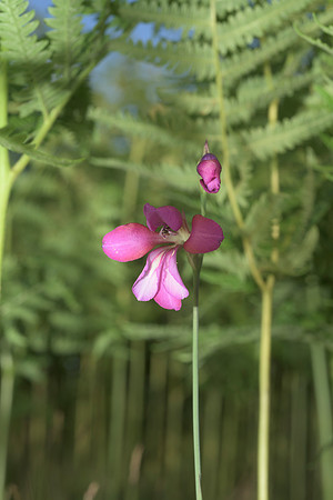 Gladiolus illyricus, Wild Gladiolus. Beaulieu, June 25th 2015