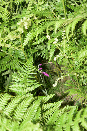Gladiolus illyricus, Wild Gladiolus. Beaulieu, June 25th 2015
