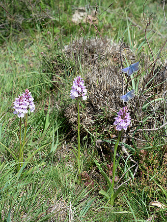 Dactylorhiza maculata, Heath-spotted Orchids with Plebejus argus, Silver-studded Blue Butterflies.