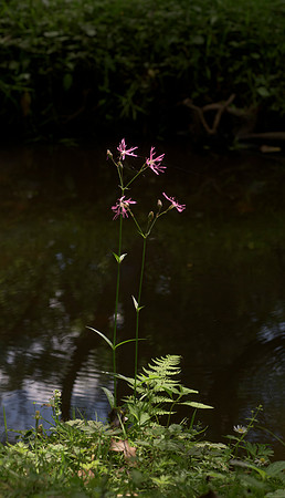 Lychnis flos-cuculi, Ragged Robin, Beaulieu, June 27th 2015