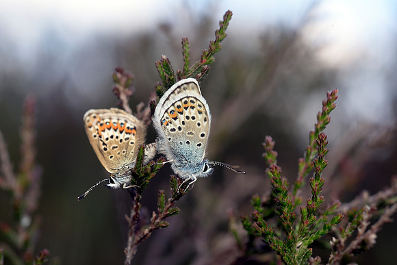 Plebejus argus, Silver-studded Blue butterflies mating (Male on right) Beaulieu, June 27th 2015