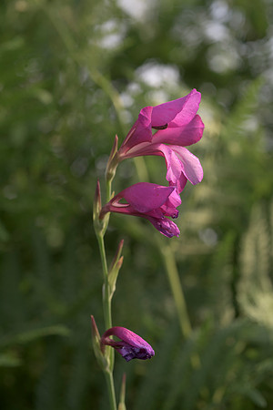 Gladiolus illyricus, Wild Gladiolus. New Forest. July 1st 2015