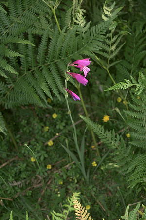 Gladiolus illyricus, Wild Gladiolus. New Forest. July 1st 2015