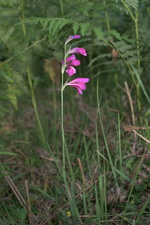 Gladiolus illyricus, Wild Gladiolus. New Forest. July 1st 2015
