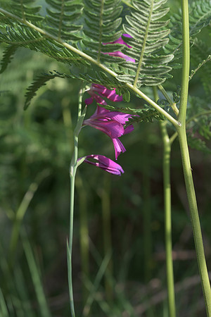 Gladiolus illyricus, Wild Gladiolus. New Forest. July 1st 2015