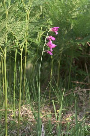 Gladiolus illyricus, Wild Gladiolus. New Forest. July 1st 2015