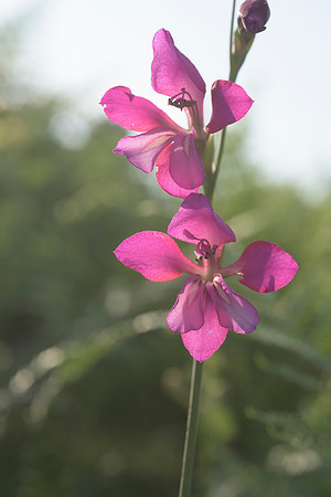 Gladiolus illyricus, Wild Gladiolus. New Forest. July 1st 2015