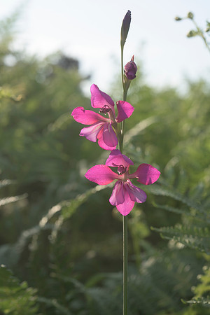 Gladiolus illyricus, Wild Gladiolus. New Forest. July 1st 2015