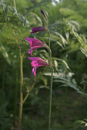 Gladiolus illyricus, Wild Gladiolus. New Forest. July 1st 2015