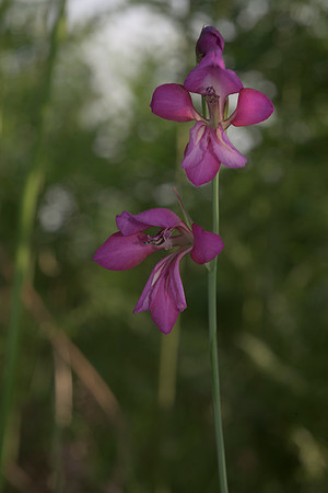 Gladiolus illyricus, Wild Gladiolus. New Forest. July 1st 2015