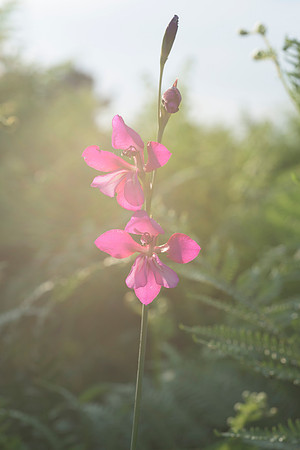 Gladiolus illyricus, Wild Gladiolus. New Forest. July 1st 2015