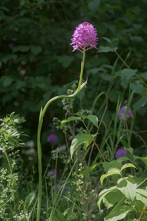 Anacamptis pyramidalis, Pyramidal Orchid. Nursling July 4th 2015