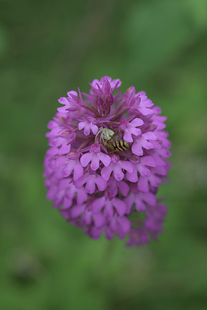 Anacamptis pyramidalis, Pyramidal Orchid. Nursling July 4th 2015