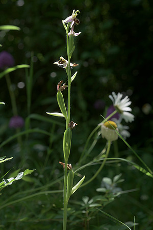 Ophrys apifera, Bee Orchid developing seed pods, Nursling, 4th July 2015