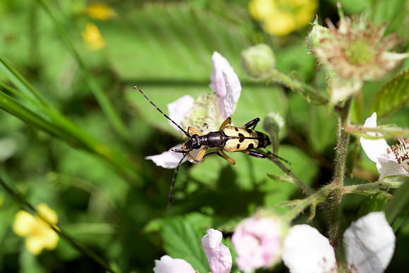 Rutpela maculata syn. Strangalia m. Black and Yellow Longhorn Beetle. New Forest 4th July 2015.