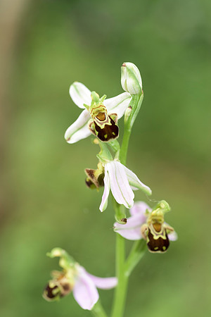 Ophrys apifera, Bee Orchid. Nursling, 5th July 2015