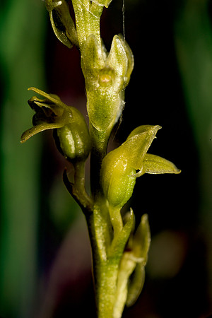 Hammarbya paludosa, Bog Orchid. New Forest July 8th 2015