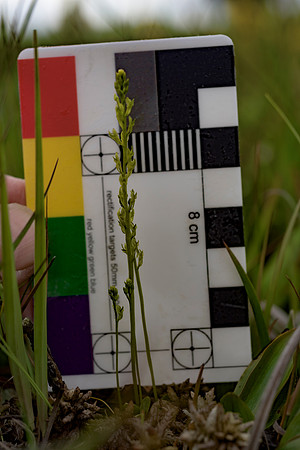 Hammarbya paludosa, Bog Orchid. New Forest July 8th 2015