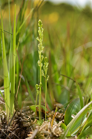 Hammarbya paludosa, Bog Orchid. New Forest July 8th 2015