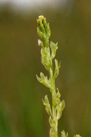 Hammarbya paludosa, Bog Orchid. New Forest July 8th 2015