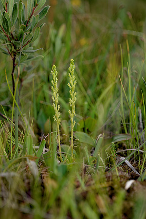 Hammarbya paludosa, Bog Orchid. New Forest July 8th 2015
