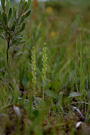Hammarbya paludosa, Bog Orchid. New Forest July 8th 2015