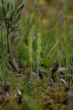 Hammarbya paludosa, Bog Orchid. New Forest July 8th 2015