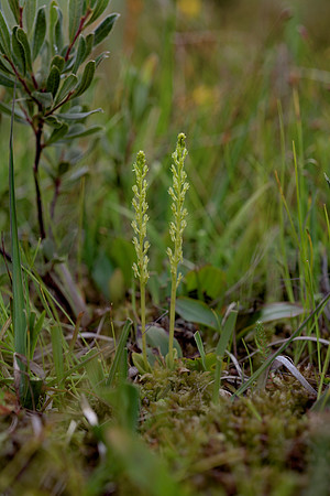 Hammarbya paludosa, Bog Orchid. New Forest July 8th 2015