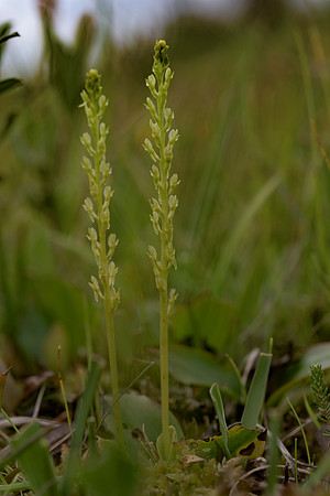Hammarbya paludosa, Bog Orchid. New Forest July 8th 2015