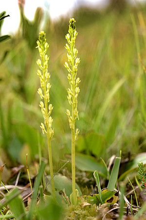 Hammarbya paludosa, Bog Orchid. New Forest July 8th 2015