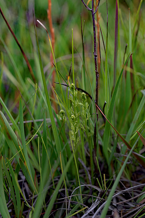 Hammarbya paludosa, Bog Orchid. New Forest July 8th 2015