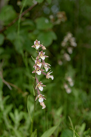 Epipactis palustris, Marsh Helleborine. New Forest July 8th 2015