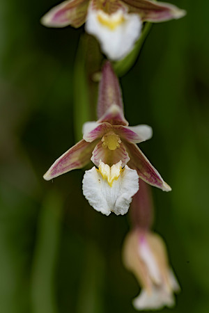 Epipactis palustris, Marsh Helleborine. New Forest July 8th 2015