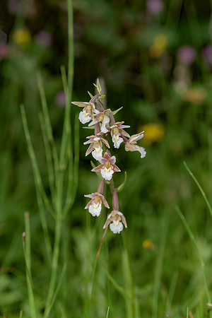 Epipactis palustris, Marsh Helleborine. New Forest July 8th 2015