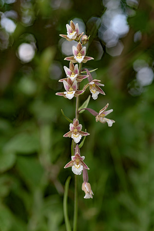 Epipactis palustris, Marsh Helleborine. New Forest July 8th 2015