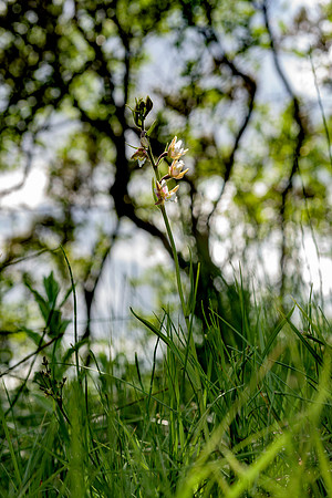 Epipactis palustris, Marsh Helleborine. New Forest July 8th 2015