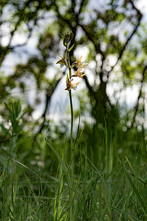 Epipactis palustris, Marsh Helleborine. New Forest July 8th 2015