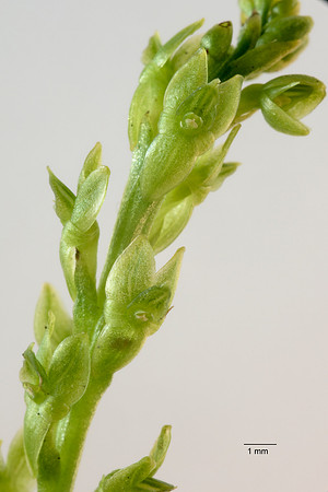 Hammarbya paludosa, Bog Orchid. New Forest July 8th 2015