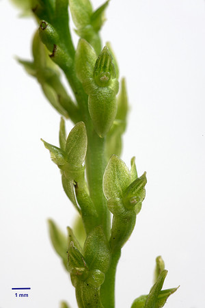 Hammarbya paludosa, Bog Orchid. New Forest July 8th 2015