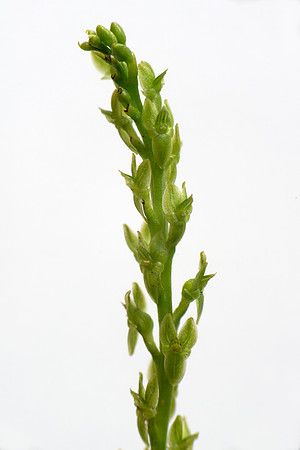 Hammarbya paludosa, Bog Orchid. New Forest July 8th 2015